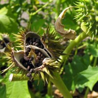 Doornappel (Datura stramonium) zaden