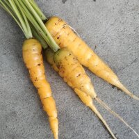 Gele wortel Jaune Du Doubs (Daucus carota) zaden