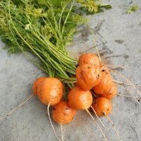 Vroege wortel Parijse markt (Daucus carota) zaden