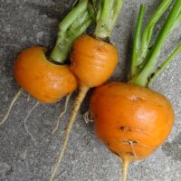 Vroege wortel Parijse markt (Daucus carota) zaden