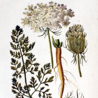 Wilde wortel (Daucus carota ssp. carota) zaden