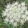 Wilde wortel (Daucus carota ssp. carota) zaden