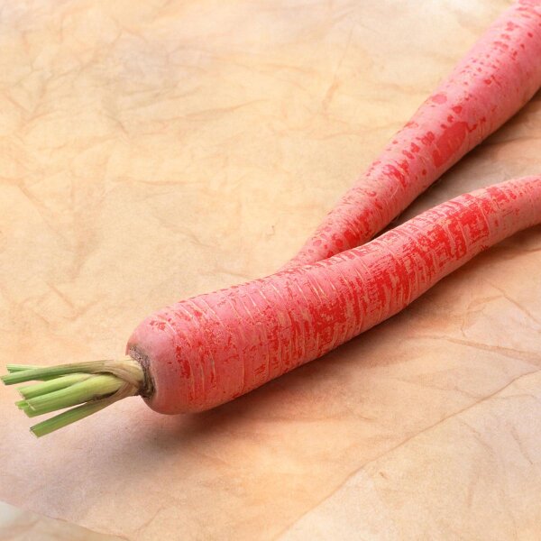 Japanse Kintoki wortel (Daucus carota) zaden