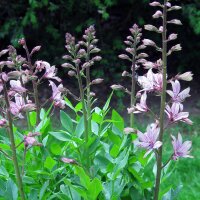Vuurwerkplant (Dictamnus albus) zaden