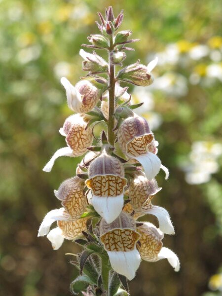 Wollig Vingerhoedskruid (Digitalis lanata) zaden