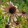 Smalbladige zonnehoed (Echinacea angustifolia) zaden