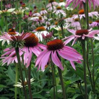 Rode zonnehoed (Echinacea purpurea) zaden