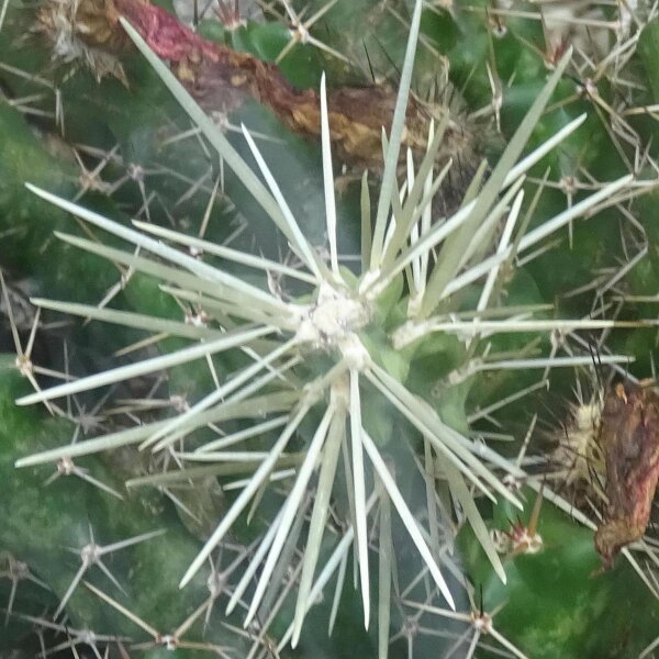 Hikuri (Echinocereus triglochidiatus) zaden