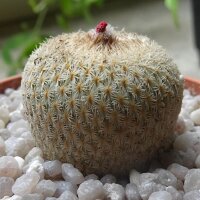 Hikuri Mulato (Epithelantha micromeris) zaden