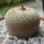 Hikuri Mulato (Epithelantha micromeris) zaden