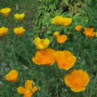 Californische goudpapaver (Eschscholzia californica) zaden