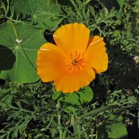 Californische goudpapaver (Eschscholzia californica) zaden