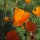 Californische goudpapaver (Eschscholzia californica) zaden