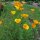 Californische goudpapaver (Eschscholzia californica) zaden