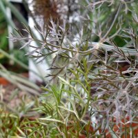 Bronzen venkel Purpureum (Foeniculum vulgare) zaden