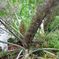 Bronzen venkel Purpureum (Foeniculum vulgare) zaden