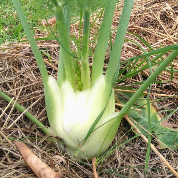 Knolvenkel venkel Romanesco (Foeniculum vulgare var. azoricum) zaden