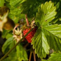 Wilde aardbei / bosaardbei (Fragaria vesca) zaden