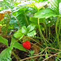 Wilde aardbei / bosaardbei (Fragaria vesca) zaden