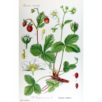 Wilde aardbei / bosaardbei (Fragaria vesca) zaden