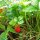 Wilde aardbei / bosaardbei (Fragaria vesca) zaden