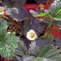 Maandbloeier (Fragaria vesca var. semperflorens) zaden