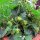 Maandbloeier (Fragaria vesca var. semperflorens) zaden