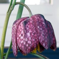 Dambord bloem/Kievitsbloem (Fritillaria meleagris) zaden