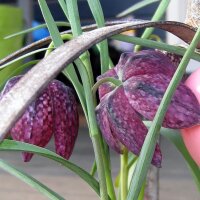 Dambord bloem/Kievitsbloem (Fritillaria meleagris) zaden