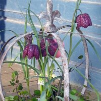 Dambord bloem/Kievitsbloem (Fritillaria meleagris) zaden
