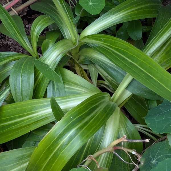 Tibetaanse gentiaan (Gentiana tibetica) zaden