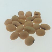 Sojaboon Envy (Glycine max) zaden
