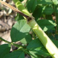 Zoethout (Glycyrrhiza glabra) zaden