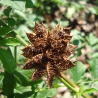 Zoethout (Glycyrrhiza glabra) zaden