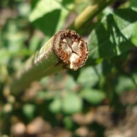 Zoethout (Glycyrrhiza glabra) zaden