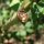 Zoethout (Glycyrrhiza glabra) zaden