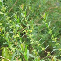 Sinicuichi (Heimia salicifolia) zaden