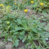 Het muizenoor (Hieracium pilosella) zaden