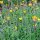 Het muizenoor (Hieracium pilosella) zaden