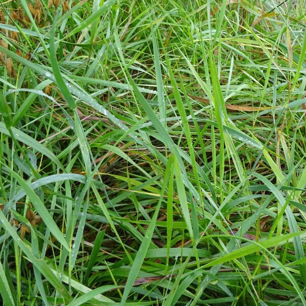 Zoetgras / Veenreukgras (Hierochloe odorata) zaden