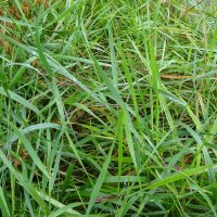 Zoetgras / Veenreukgras (Hierochloe odorata) zaden