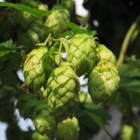 Hop (Humulus lupulus) zaden