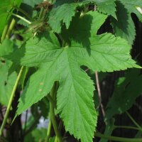 Hop (Humulus lupulus) zaden