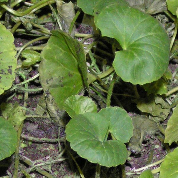 Gotu Kola (Centella asiatica) zaden