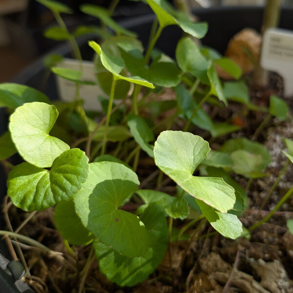 Gotu Kola (Centella asiatica) zaden