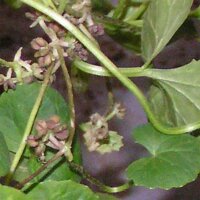 Gotu Kola (Centella asiatica) zaden