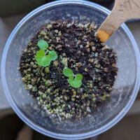 Gotu Kola (Centella asiatica) zaden