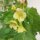 Wit bilzekruid (Hyoscyamus albus) zaden