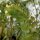 Wit bilzekruid (Hyoscyamus albus) zaden