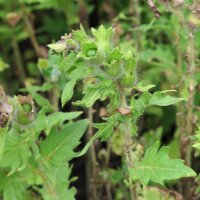 Zwart bilzekruid (Hyoscyamus niger) zaden